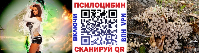Купить  Зеленоградск  Псилоцибиновые грибы Psilocybe 